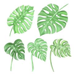 Fotobehang Monstera Set of monster watercolor leaves and branches lovely design elements to create your own layouts, honors and elements.png