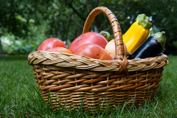 wicker wooden basket full of fresh ripe vegetables: tomato, cucumber, onion, zucchini, eggplant on...