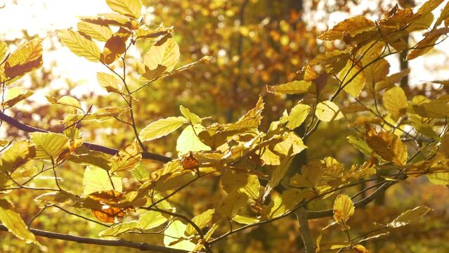 CLOSE UP: Beautiful golden yellow beech tree leaves gently swaying in autumn wind. Colourful foliage in the woods on a windy October day. Backlit beech leafy branches in amazing colors of fall season.