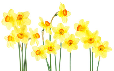 Bouquet of yellow narcissus isolated on a white background. Collection of spring flowers. - obrazy, fototapety, plakaty