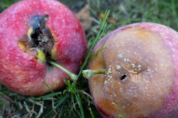 rotten apples on green grass in the garden. bad condition of spoiled apples. time of harvest,...