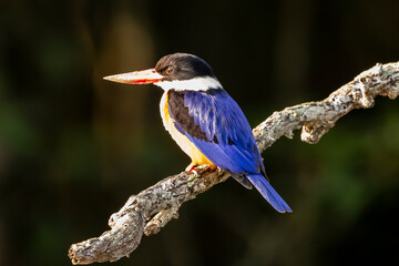 Black-caped Kingfisher