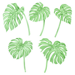 Obraz premium Set of monster watercolor leaves and branches lovely design elements to create your own layouts, honors and elements.png
