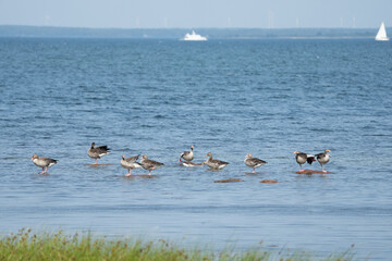 Graylag geese on the water