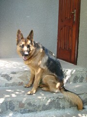 Close-up of a German Shepherd dog with intelligent eyes and tongue hanging out. The dog plays and rests