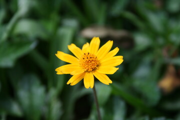yellow flower in the garden