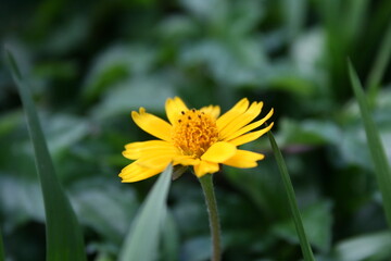 yellow flower in the garden