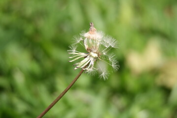 Fototapeta premium close up of a plant
