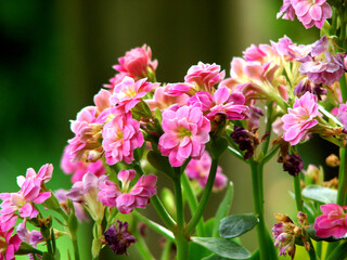 Naklejka na ściany i meble pink flowers in a garden