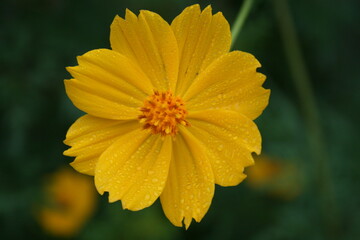 yellow flower