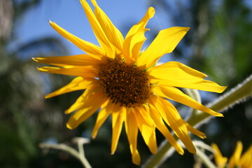 sunflower in the garden