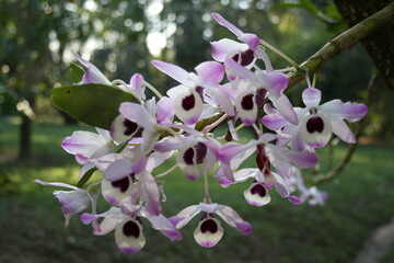 flowers in the garden