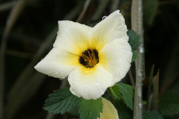 yellow flower with dew drops