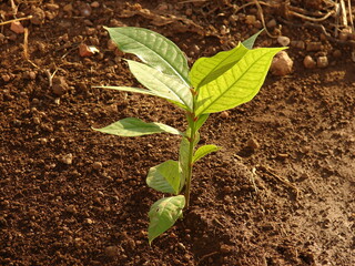 young plant in soil