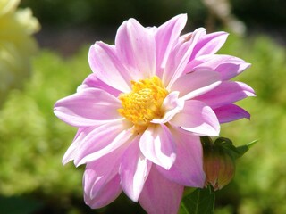 pink dahlia flower