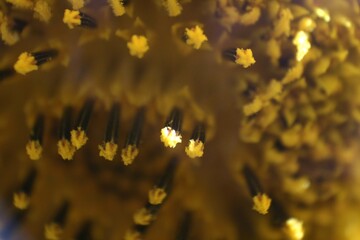 yellow autumn leaves