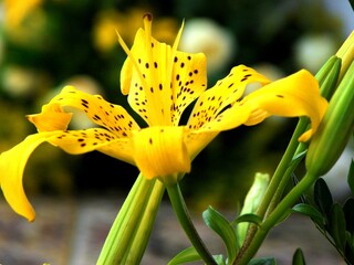 yellow lily flower