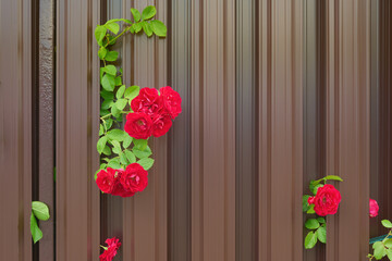 Rose flowers between the fence parts.