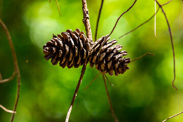 two pine cone on a branch in forest with blurry background, green plants, shot with telephoto lens, shallow depth of field