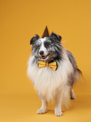 dog on a yellow background. pet's birthday. Marbled Sheltie in a festive hat and bow tie 