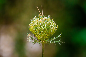 A view of closed daucus with blurry background, flower, shallow depth of field, shot with telephoto...