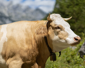 a motley cow grazes on a high mountain pasture