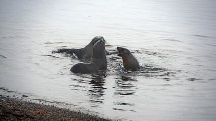 Obraz premium Antarctic fur seals (Arctocephalus gazella) in the water just off the beach at the old whaling station in Grytviken, South Georgia Island