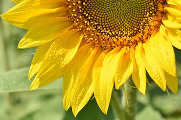 yellow bright sunflower flower close-up on a green background. Farm, agriculture, august concept