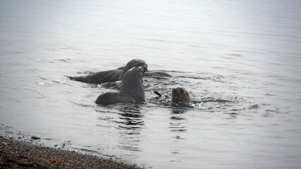 Fototapeta premium Antarctic fur seals (Arctocephalus gazella) in the water just off the beach at the old whaling station in Grytviken, South Georgia Island