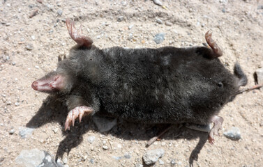 Close up picture of a dead mole on a dirt road, selective focus on the snout and feet.