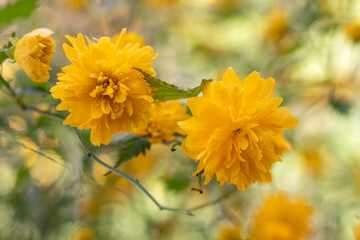 Beautiful yellow flowers on blurred bokeh background