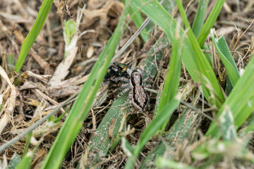 Obraz premium Natureza Papa Mosca