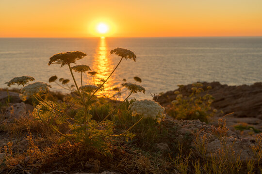 Some wild carrot (dacus carota) backlit by the beautiful Ibiza sunset