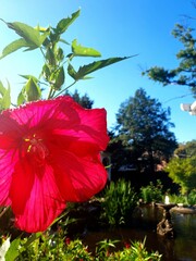 red hibiscus flower