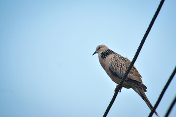 Closeup shot  a bird sitting on electric wire in the  summer day. Spotted dove (Spilopelia...