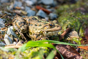 Macro photo Nature amphibian lake frog sitting on the shore, catching flies.