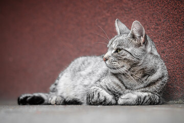 Black and white tabby house cat laying on the street. Adult kitten  looking away the camera