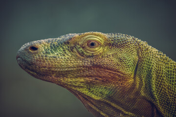 Close-up portrait photo of a Komodo dragon (Varanus komodoensis), also known as Komodo monitor