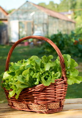 iceberg Lettuce, green leaf lettuce. Salad plant, hydroponic vegetable leaves in the basket. Fresh organic plants grown on a mini farm