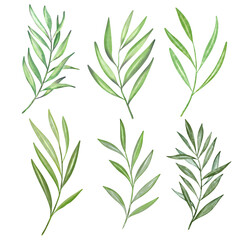 Naklejka na ściany i meble Watercolor olive branches. design elements to create your own layouts, honors and elements.png
