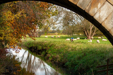 bridge in autumn