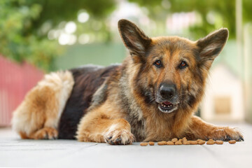 German Shepherd dog lying next to a bunch of kibble dog food, looking at the camera. Close up.