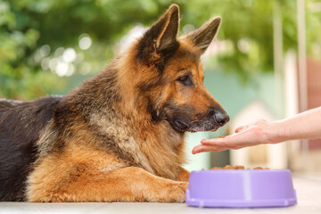 German Shepherd dog lying next to a bowl with kibble dog food, eating from man's hand. Close up.