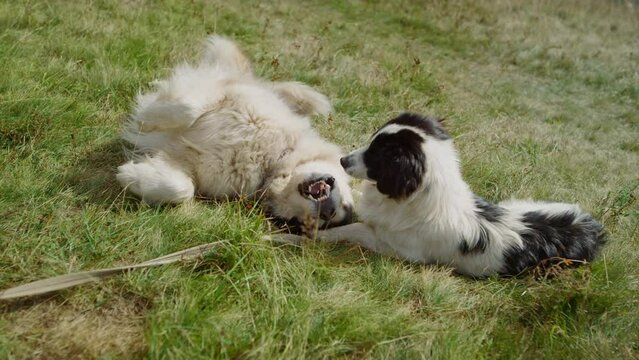 Dogs wallow green grass sunny day close up. Husky playing with white black pet.