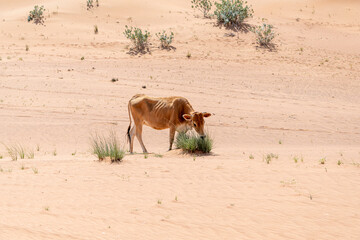 Cow eating some grass in the desert of sand dunes