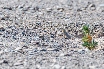 Dabb Lizard, also known as Uromastyx, basking in the desert of the United Arab Emirates. Wildlife and biodiversity of the Middle East