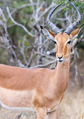 Impala in its natural habitat