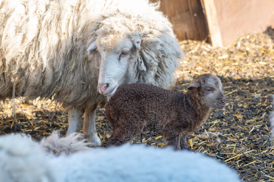 a small newborn lamb stands next to a mother lamb