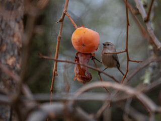 Bushtits(Psaltriparus minimus) feeding on Persimmon in abandoned orchard