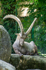 Alpensteinbock mit großen Hörnern im Zoo